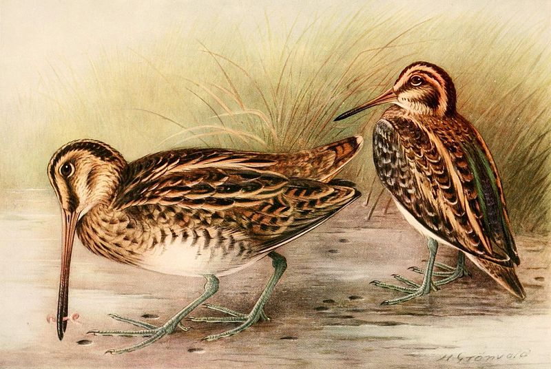 File:Gallinago gallinago & Lymnocryptes minimus 1921.jpg