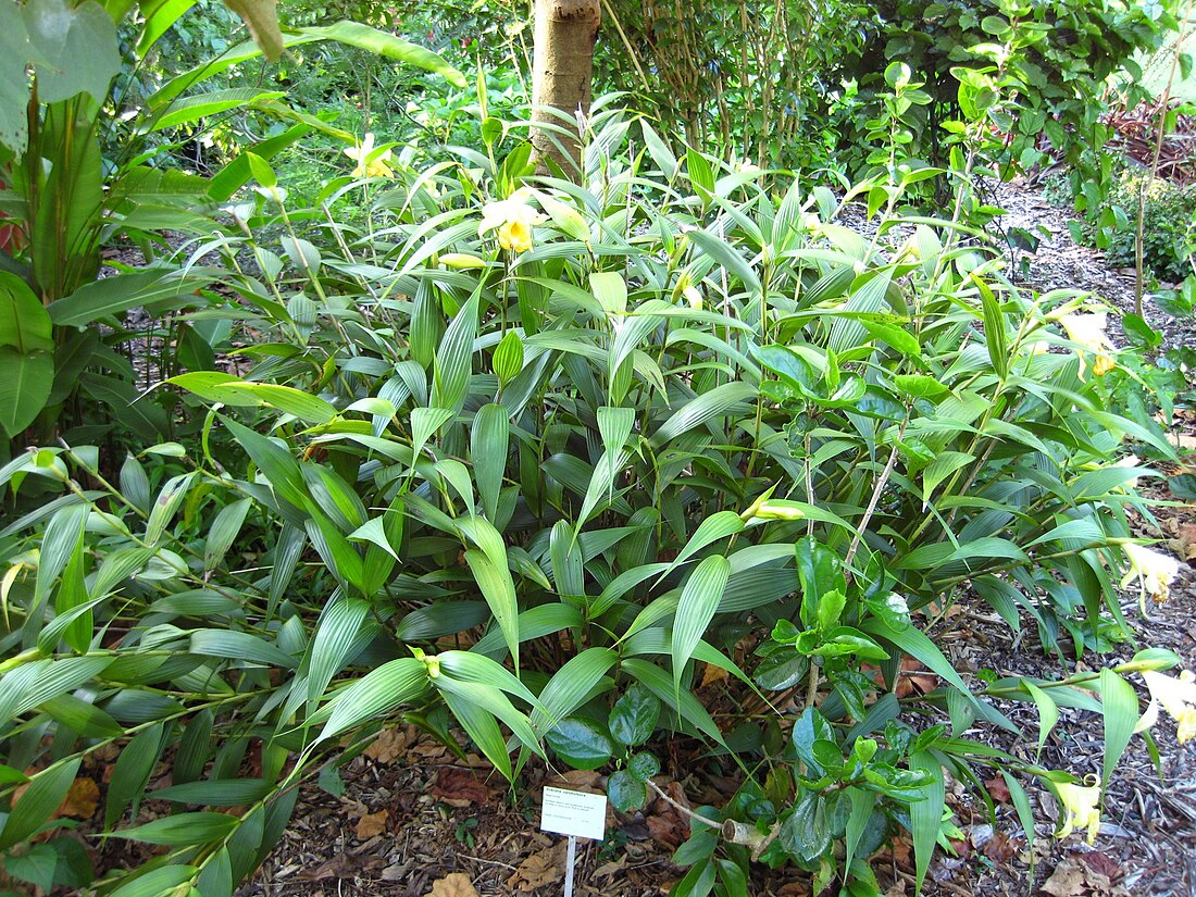 Sobralia xantholeuca