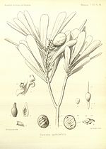 Vignette pour Garnieria spathulifolia