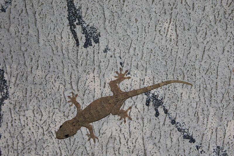 File:Garnot's Gecko (Hemidactylus garnotii) 鋸尾蜥虎2.jpg