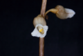 Gastrodia sesamoides