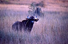 Gaur (Bos gaurus).