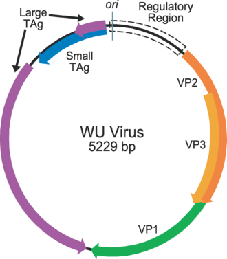 Genome structure of WU virus, a typical human polyomavirus. The early genes are at left, comprising LTag (purple) and STag (blue); the late genes are at right, and the origin of replication is shown at the top of the figure. Gaynor plospathogens 2007 WUvirusgenome.png
