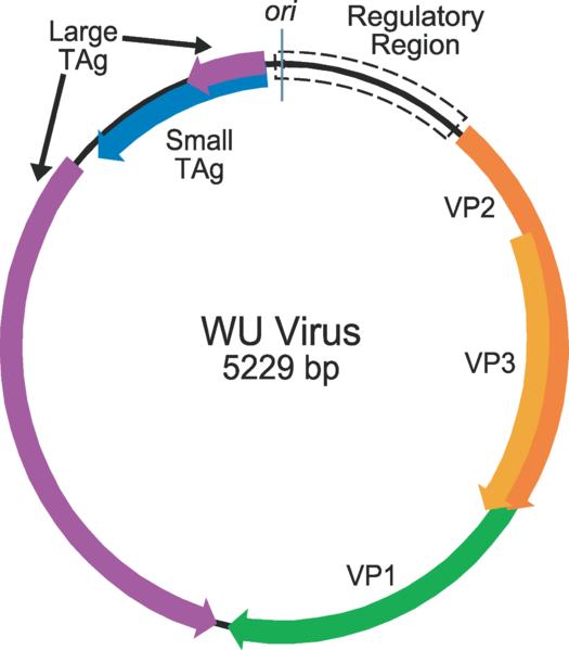 File:Gaynor plospathogens 2007 WUvirusgenome.png