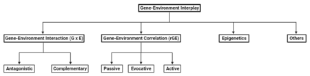 Some of the different types of gene-environment interplay. Adapted from Jaffee and Price, Psychiatry, 2008 and Flowers, Froelicher & Aouizerat, European Journal of Cardiovascular Nursing, 2012 Gene-evironment interplay flow chart.png