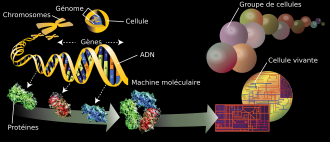 Adn, molécules, cellules vivantes