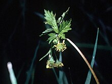 Geum vernum NRCS-1.jpg