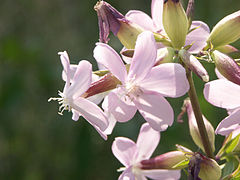 Цветок моющий. Мыльнянка обыкновенная. Мыльнянка лекарственная (Saponaria officinalis). Жасмин мыльнянка. Мыльнянка гвоздичная.