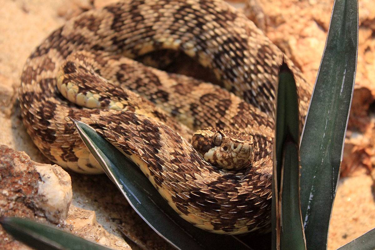 Jararaca - Bothrops jararaca - serpente venenosa - InfoEscola