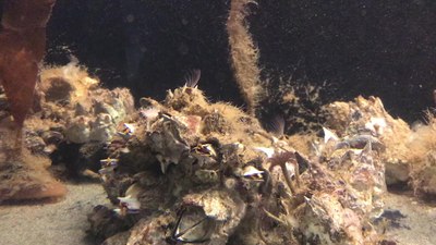 ファイル:Giant acorn barnacles, Seaside Aquarium.webm