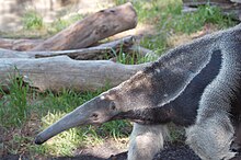 Giant anteater 5081.jpg