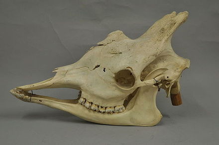 Skull of a northern giraffe, that demonstrates the ossicones on their foreheads