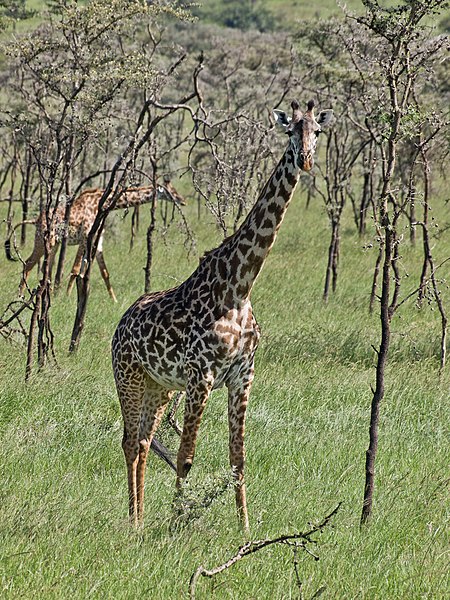 File:Giraffe (2405284544).jpg