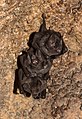 * Nomination Pallas's long-tongued bat (Glossophaga soricina), Karlsruhe Zoo --Llez 05:43, 24 June 2020 (UTC) * Promotion  Support Good quality. --Charlesjsharp 08:13, 24 June 2020 (UTC)