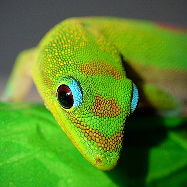 A gold dust day gecko on the island of Hawaii. (created and nominated by Steevven1)