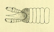 Gonatotrichus minutus (Carl 1922) .jpg