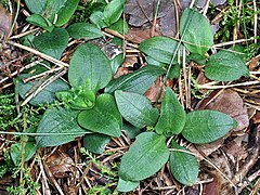 Близко растущие. Goodyera repens. Goodyera repens семейство. Плагиогирия ползучая. Хемитриха ползучая.