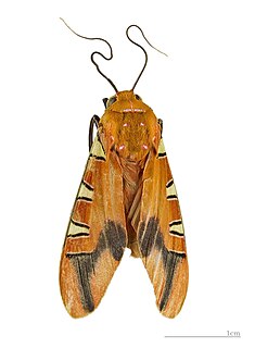 <i>Gorgonidia</i> Genus of moths