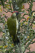 Fotografía de un pájaro verde con cabeza negra y roja.