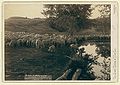 "The shepherd and flock." On F.E. & M.V. R'y. in Dakota (1891, LC-DIG-ppmsc-02686)