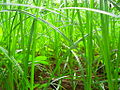 Uncut Grasses in India