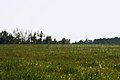 Grassland, Hungary - panoramio.jpg