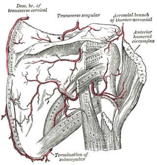 <span class="mw-page-title-main">Anterior humeral circumflex artery</span>