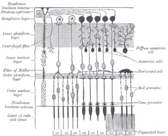 Diagram showing a cross-section of the retina. The area near the top, labeled "Ganglionic layer", contains retinal ganglion cells, a small percentage of which contain melanopsin. Light strikes the ganglia first, the rods and cones last. Gray882.png