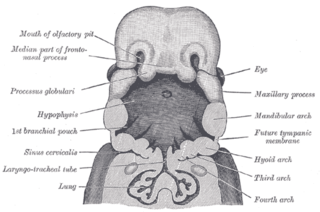 <span class="mw-page-title-main">Laryngotracheal groove</span>