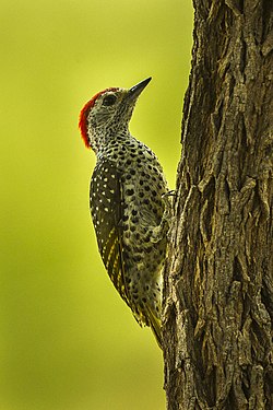 Campethera Cailliautii: Especie de ave