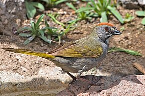 Kuvan kuvaus Green-tailed Towhee 2.jpg.