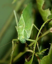 Mikrosentrum retinerve