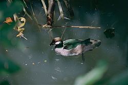 Green Pygmy Goose (Nettapus pulchellus) (9741556899).jpg