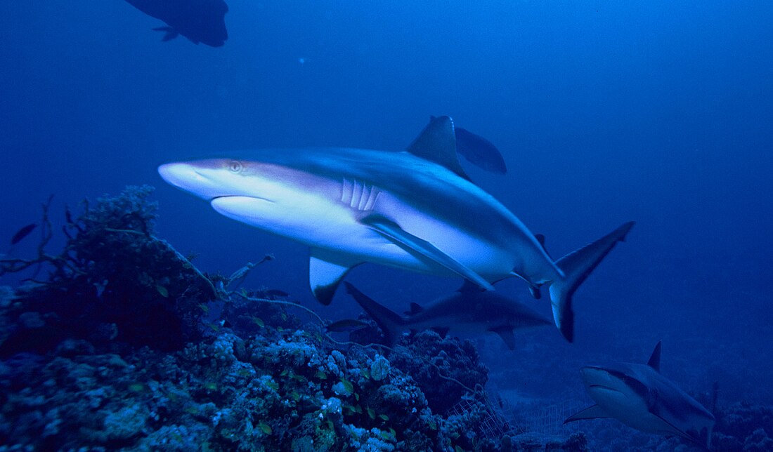 Carcharhinus amblyrhynchos