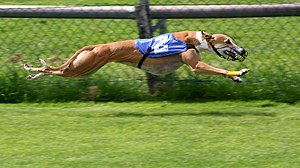 כלב גרייהאונד במרוץ כלבים.