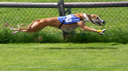 Fail:Greyhound Racing 2 amk.jpg