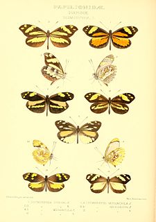 <i>Dismorphia medorilla</i> Species of butterfly