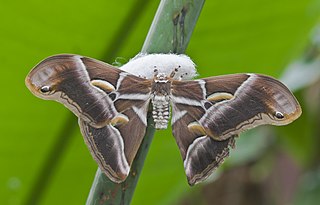 <i>Samia</i> (moth) Genus of moths