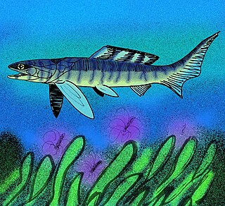 <i>Gymnotrachelus</i> Genus of fishes (fossil)