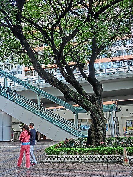 File:HK CWB HKCL tree 朴樹 Chinese Hackberry n escalators Nov-2013 07.JPG