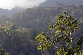 Habitat Tangkoko Sulawesi 2006.jpg