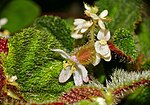 Vignette pour Begonia conipila