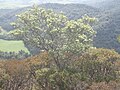 Hakea ochroptera habit.jpg