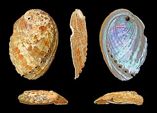 <i>Haliotis diversicolor</i> Species of gastropod