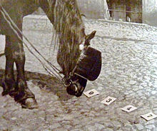 Photo en noir et blanc présentant la tête d'un cheval avec des œillères, le nez par terre devant des cartons avec des chiffres dessus.