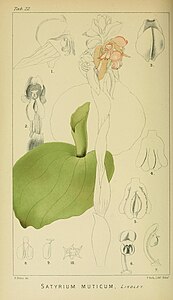 plate 22 Satyrium muticum