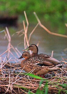 Hawaiian duck Species of bird