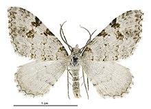 Helastia alba male.jpg