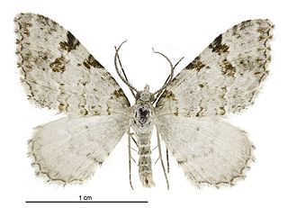 <i>Helastia alba</i> Species of moth endemic to New Zealand