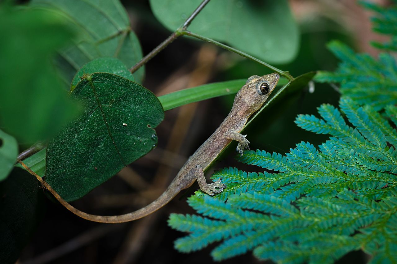 Indo-Pacific Gecko